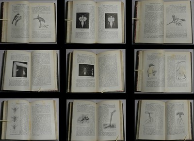 1899 PRIZE Book BOTONY BIRDS INSECTS 150 Engravings FINE Leather Binding Marbled