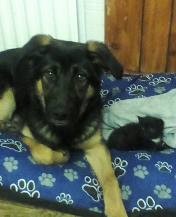 7 month old German shepherd | in County Antrim | Gumtree