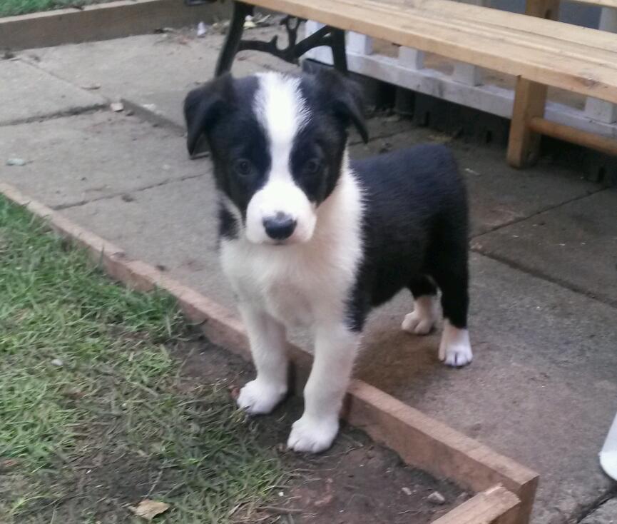 8 week old border collie puppies for sale in Sheffield, South Yorkshire Gumtree