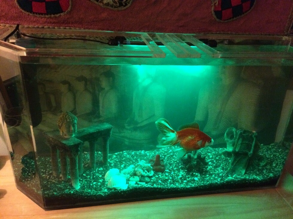 Huge 180mm Goldfish + 50 Litre Fish Tank in Swindon, Wiltshire Gumtree