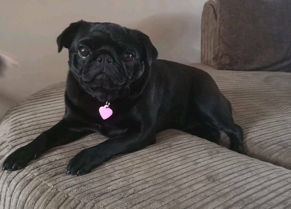 KC Reg Female Pug Black in Paignton, Devon Gumtree