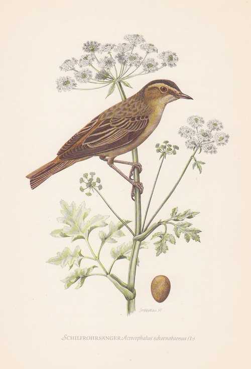 SchilfrohrsÃ¤Nger Acrocephalus Schoenobaenus Farbdruck Von 1957 RohrsÃ¤Nger