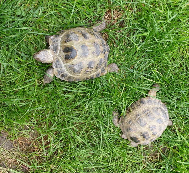 2 X Horsefield Tortoises And Tortoise Table In Wirral Merseyside