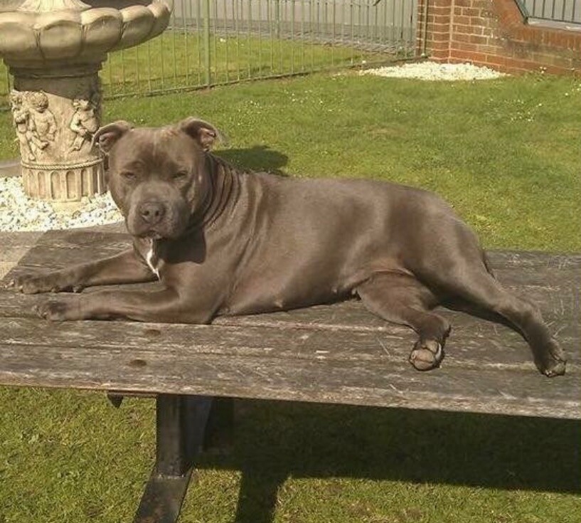 Blue staffie cross American xl bully in Hull, East Yorkshire Gumtree