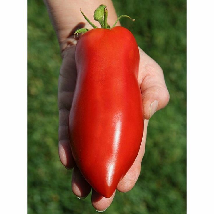 tomato購入8500 il_fullxfull.5914430141_54gm.jpg