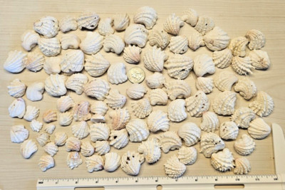 Spiny Jewel Box Clam Shells Arcinella Cornuta Crafts Collectors Coastal Decor