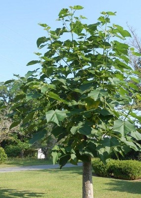 1 Gallon Paulownia ELONGATA POT-Shade Trees aka Princess Tree, Empress Tree