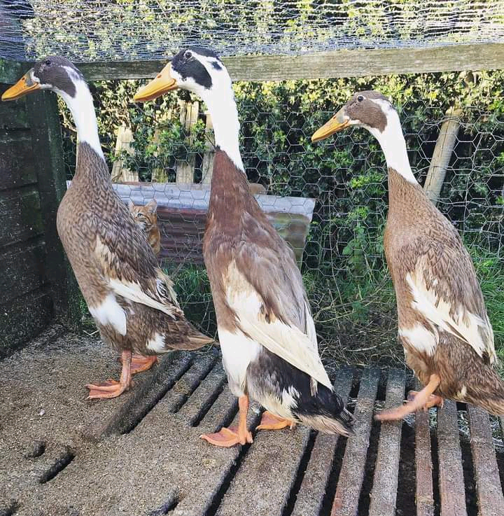 Indian runner ducks and ducklings for sale hens chickens poultry in