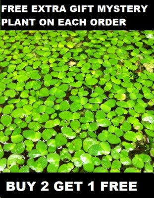 Giant Duckweed, 60+ LiveFloating Plants Aquarium/Ponds,  Spirodela polyrhiza
