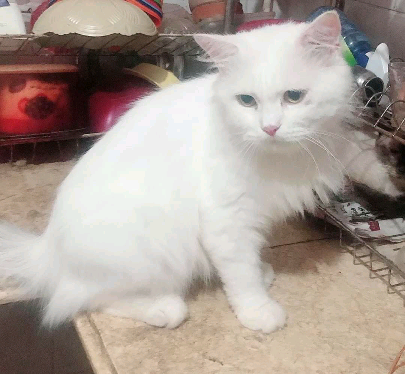 Stolen Cat In Thatcham Berkshire Gumtree