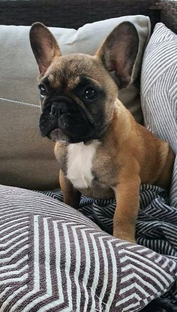 Ankc Pedigree French Bulldog Puppies Dogs Puppies Gumtree Australia Caboolture Area Wamuran 1281080246