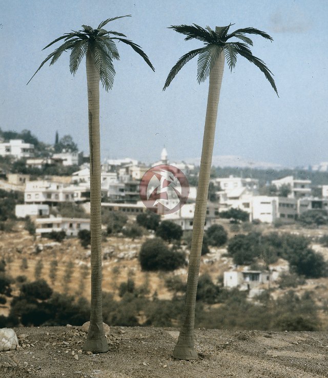 ジオラマ 1/64 【Palm Tree】 ジオラマ 1/64 【Palm Tree】 1/64 Diorama Palm Trees