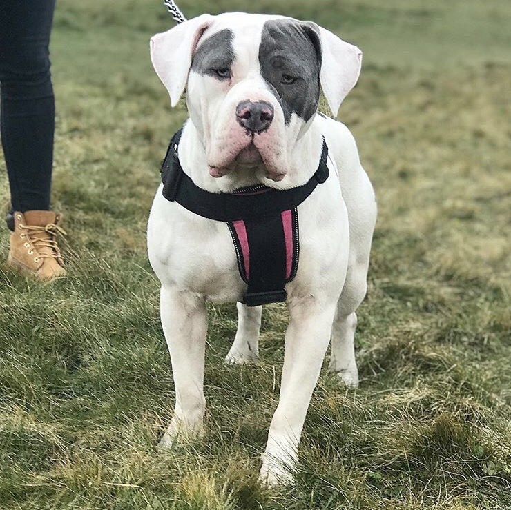 XXL AMERICAN BULLIES ABKC REGISTERED in Croydon, London Gumtree