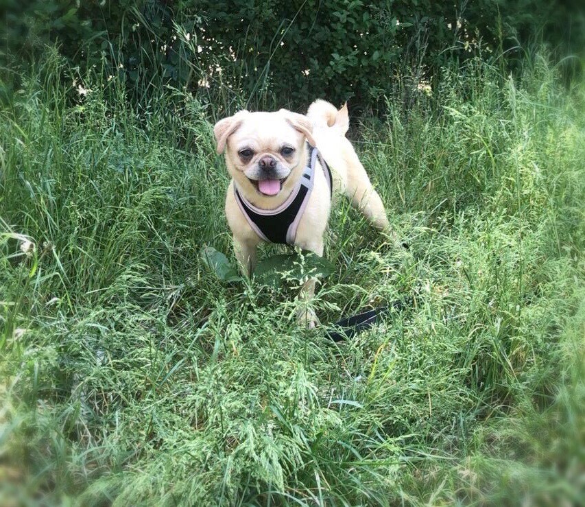 Beautiful white female pug puppy | in Nottingham City Centre