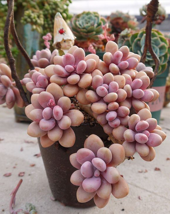 M✧succulent ·͜· ︎︎ᕷ Nieuwkoop Europe