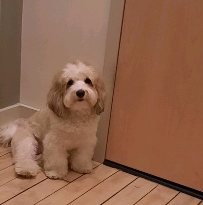 Fotos del artículo de un comprador verificado