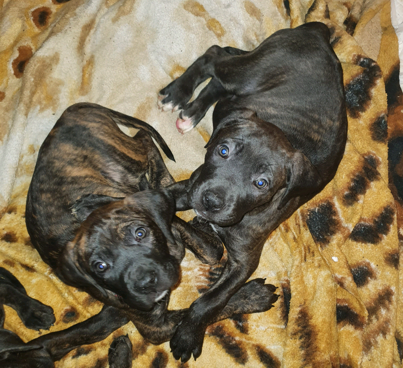 Is It A Bad Idea To Have Two Female Dogs at Jesse Long blog