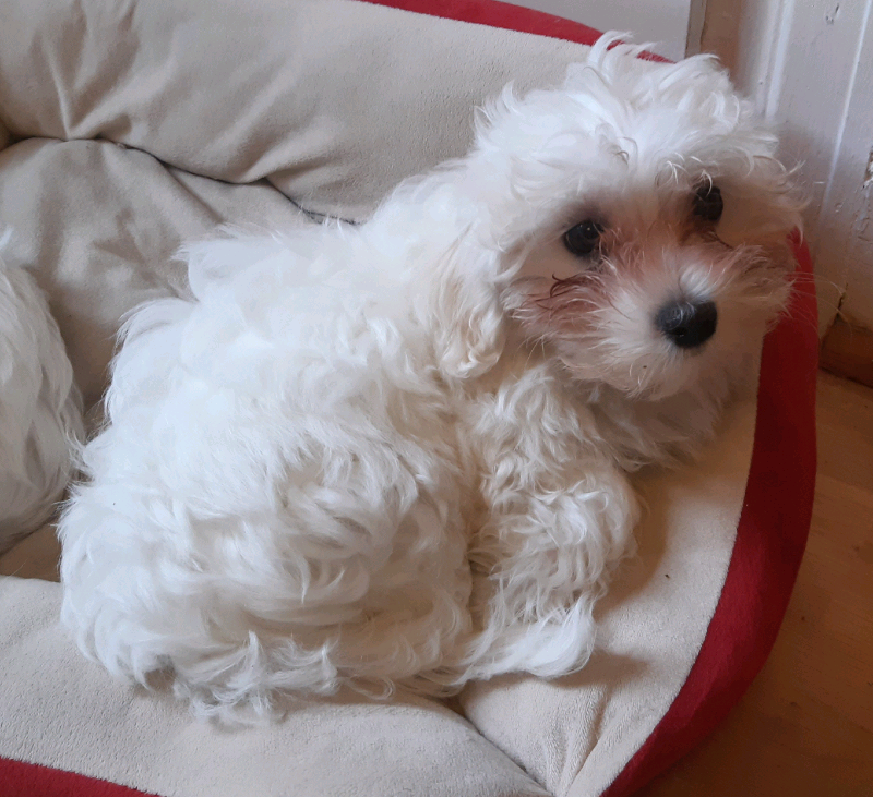 Maltese cross puppies in Colne, Lancashire Gumtree