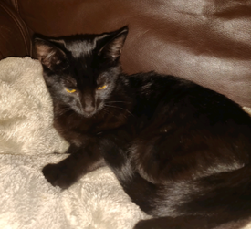 Kittens in Manchester | Cats & Kittens for Sale - Gumtree