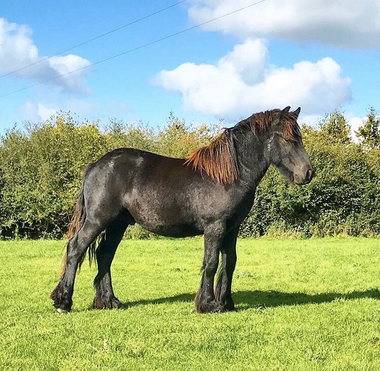 Registered Fell Pony in Glastonbury, Somerset Gumtree