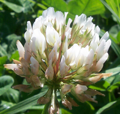 White Clover Seeds, Trifolium, Wildflower Bee Friendly, Green Manure  up to 6000
