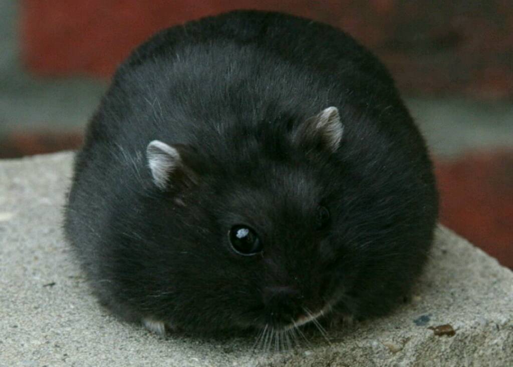 Two Russian dwarf hamsters for sale | in Aberdeen | Gumtree