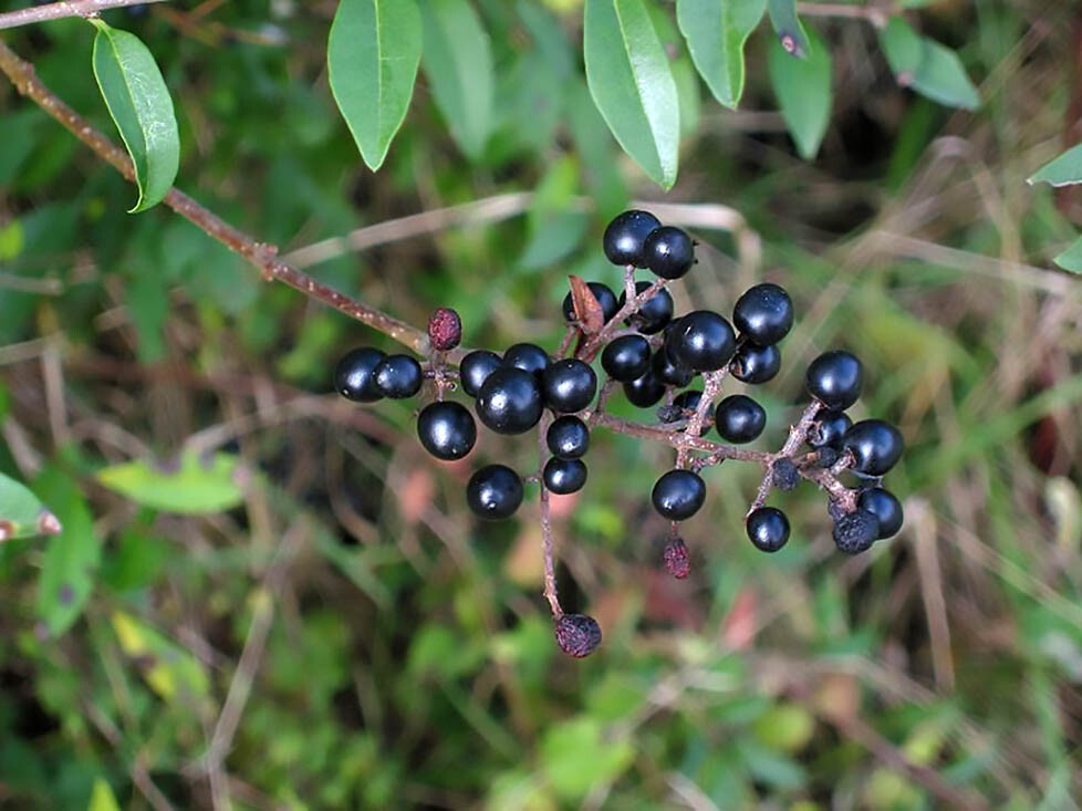Privet Shrub, Ligustrum vulgare Seeds (Fast, Hardy, Fragrant, Hedge)