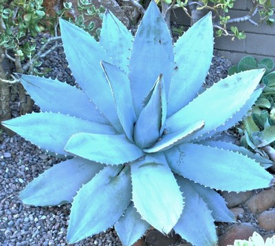 Agave Titanota Blue, hardy exotic succulent aloe rare rose