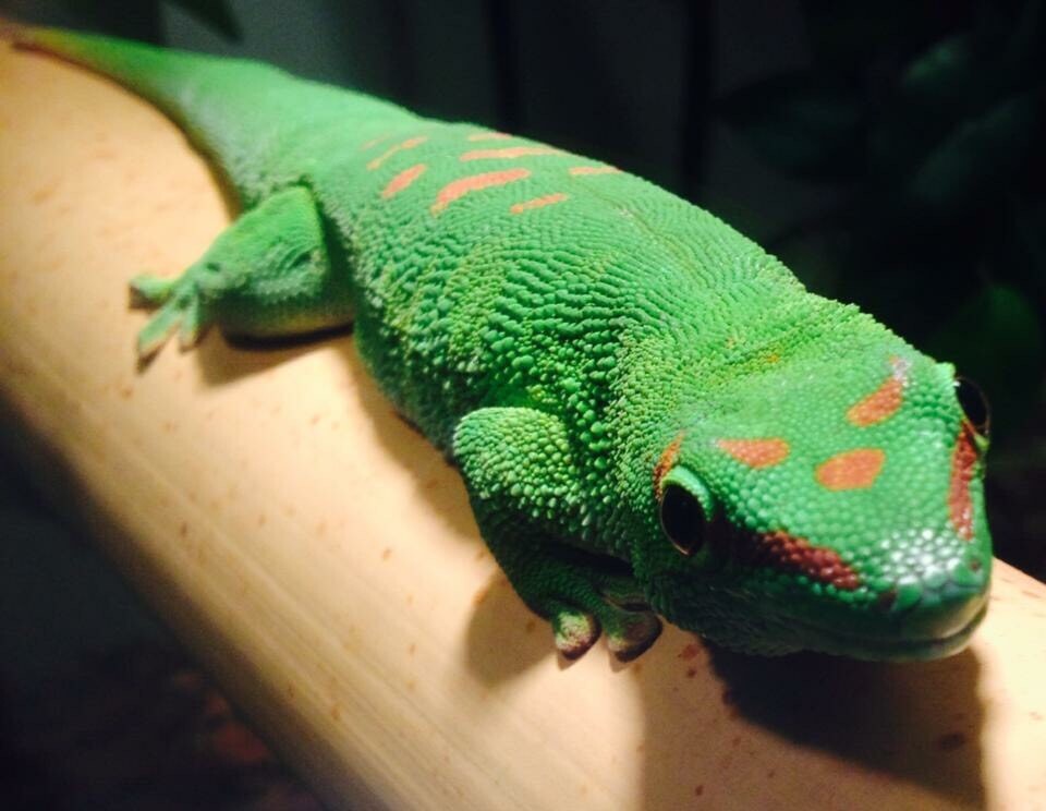Madagascan giant day gecko an Viv in Plymouth, Devon Gumtree