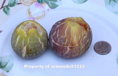 Fig Cuttings 6  "Family Favorite"