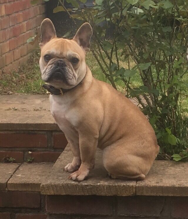 Collection 97+ Pictures 1 year old french bulldog for sale Completed