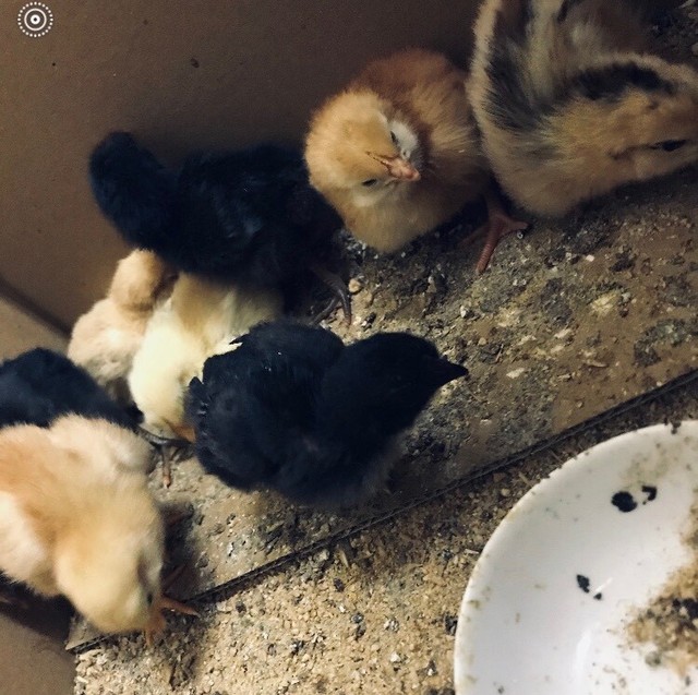 Baby Chickens Livestock Gumtree Australia Rockhampton City