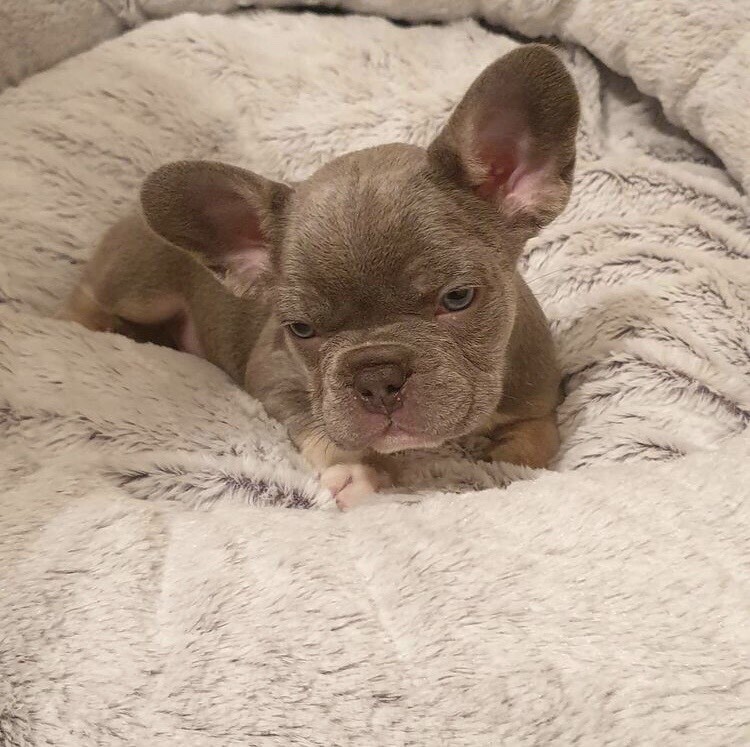 Maskless French Bulldogs in Wolverhampton, West Midlands Gumtree