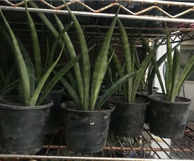 healthy Sansevieria snake plants uganda succulent plants