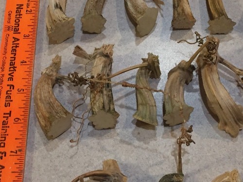 26 Excellent Quality Dried Pumpkin Stems - Crafts, Velvet 2