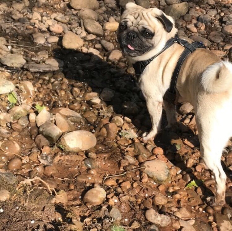 KC Reg Pug Puppies •ALL PUPPIES SOLD• in Torquay, Devon Gumtree