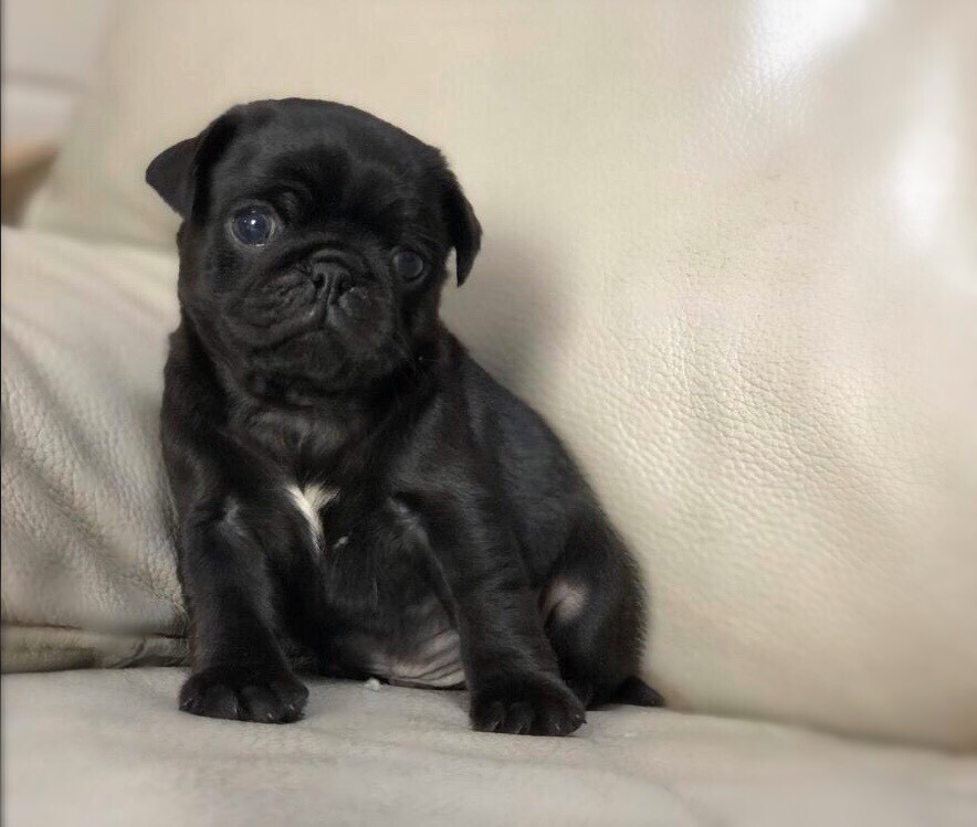Stunning black male pug puppy in Nottingham City Centre