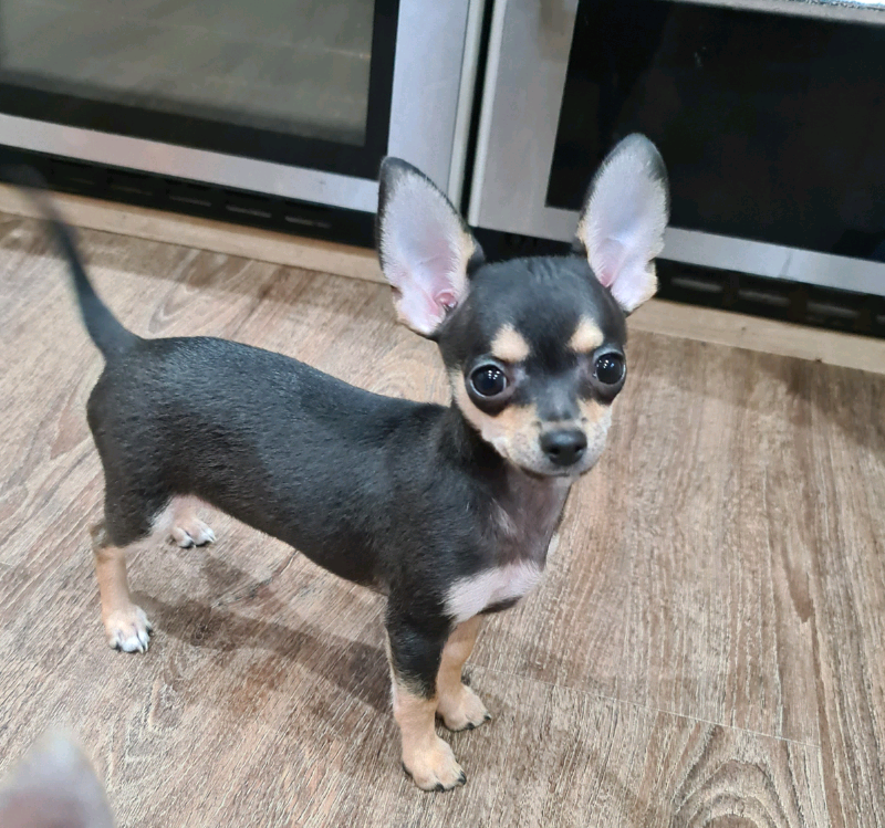 Beautiful Short Haired Pedigree Teacup Chihuahua Puppies
