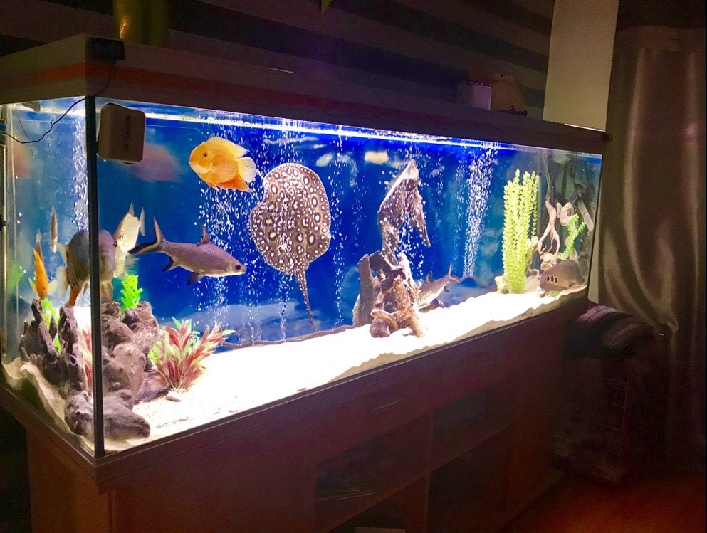Rena 6.5ft aquarium full set up. Fish tank in Wirral, Merseyside