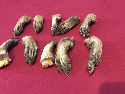 Raccoon feet cured legs art claws Witchcraft Voodoo Skull Mount Oddity Craft
