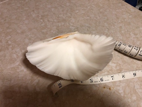 Vintage Sea Shell Ocean Beach Seaside Seashell Decor 8” Soap / Candy Dish / Tray