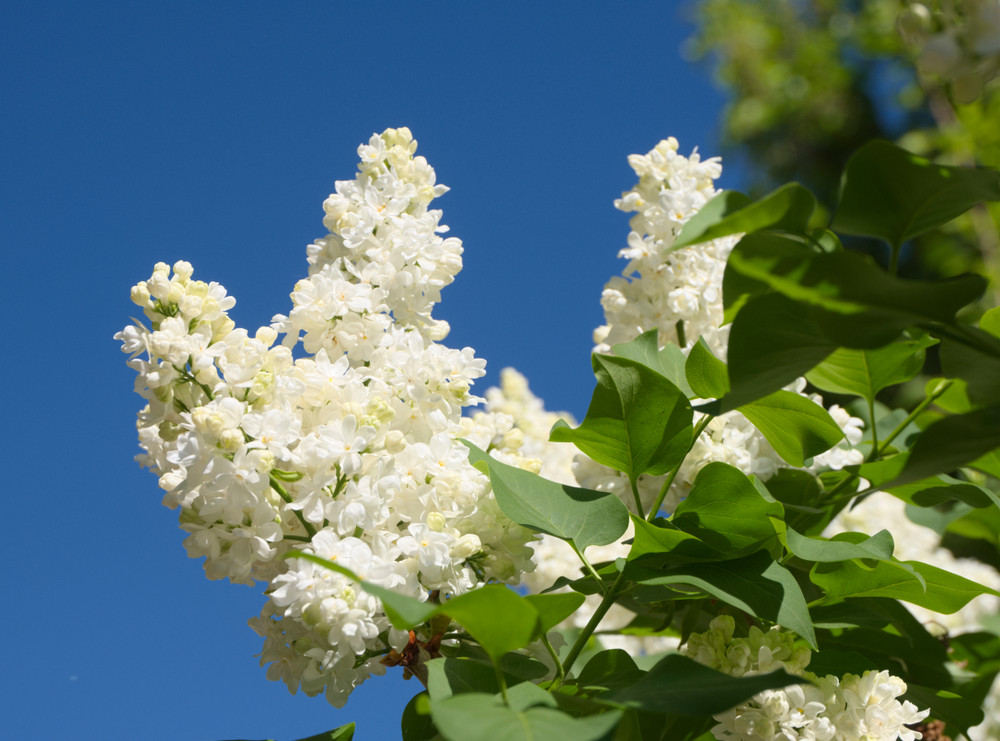 Madame Lemoine Syringa Vulgaris Branched Lilac Tree 40 60cm Shrub