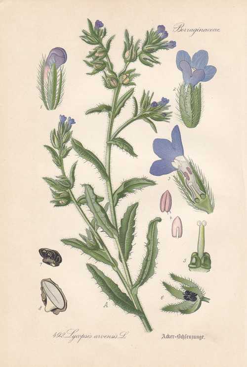 Anchusa Arvensis Acker-Ochsenzunge Thome Lithographie Von 1886 Wolfsauge