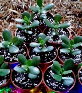 Money Plant Ebay - 