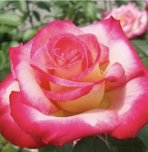 その他 Rose Princess Kishi rose-科斯公主｜Japanese Cut Rose – Ergongzy Roses
