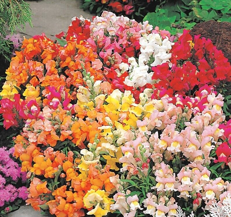 1500 Graines De Muflier VariÃ©TÃ© Ã  Croissance Faible