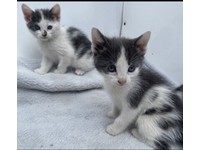 Beautiful playful kittens 