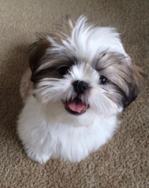 Gorgeous Shih Tzu Puppies In Finchley London Gumtree