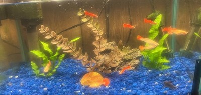Fotos del artículo de un comprador verificado