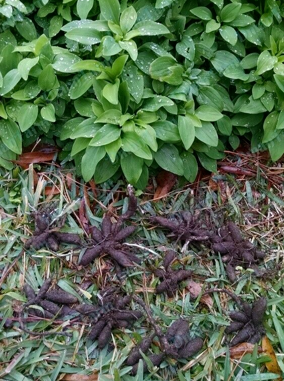 3 Alstroemeria Psittacine Parrot Flower Peruvian Princess Lily Cluster of Tubers